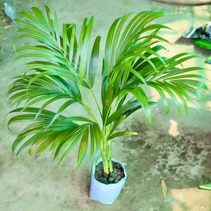 Buy Areca Palm in 6 inch Nursery Bag   Online | Urvann.com