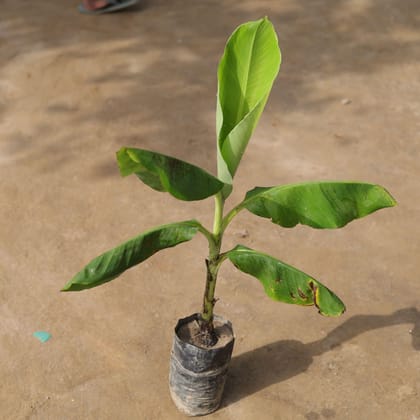 Buy Banana Plant in 7 Inch Nursery Bag Online | Urvann.com