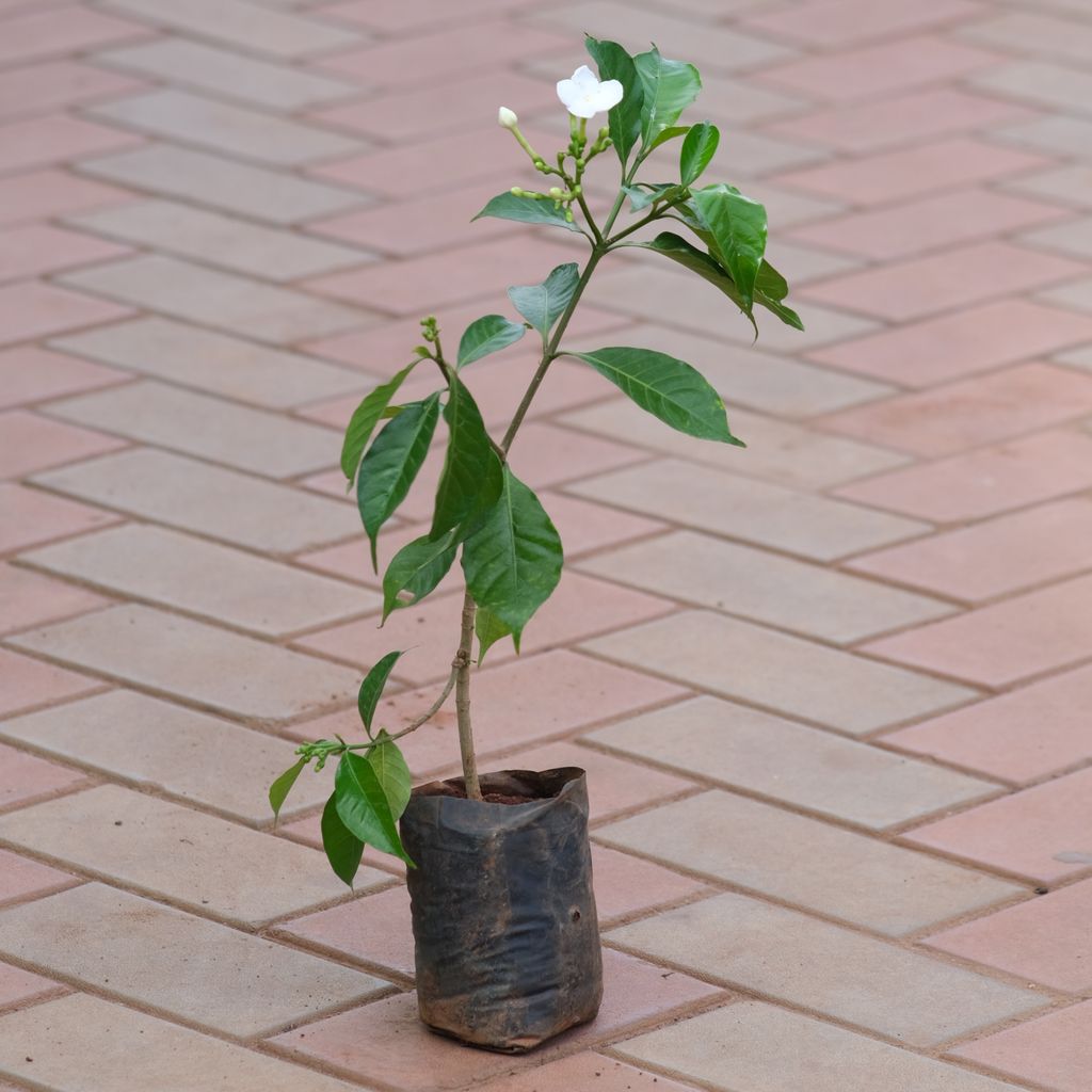 Mogra / Motia Jasmine Plant in 4 Inch Nursery bag