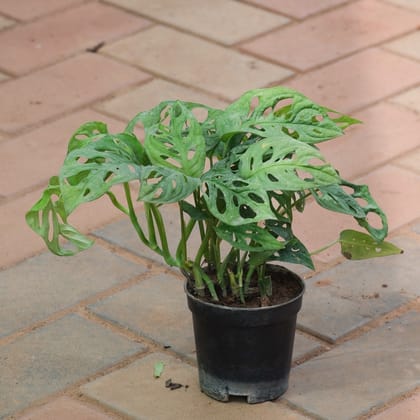 Buy Monstera Broken Heart in 4 Inch Plastic Pot Online | Urvann.com
