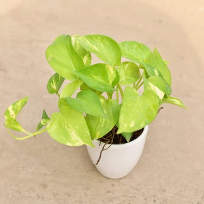 Buy Money Plant Green in 4 Inch Classy White Cup Ceramic Pot  Online | Urvann.com