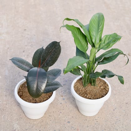 Buy Set of 2 - Peace Lily & Rubber Plant in 8 inch Classy White Plastic Pot Online | Urvann.com