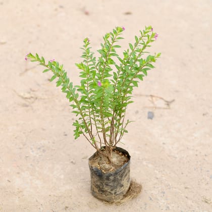 Buy Cuphea / False Heather in 4 inch Nursery Bag Online | Urvann.com