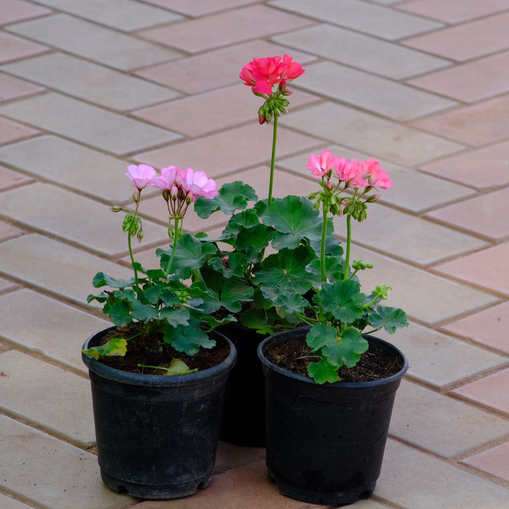 Set of 3 - Geranium (Red, Light & Dark Pink) in 5 Inch Nursery Pot
