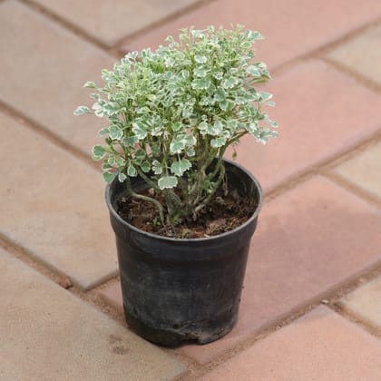 Aralia white in 4 Inch Nursery Pot