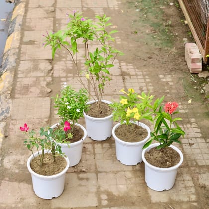 Buy Flowering Garden Delight - Set of 5 - Double Chandni, Tecoma, Ixora, Chandni White & Gulab / Rose (any colour) in 8 Inch White Nursery Pot Online | Urvann.com