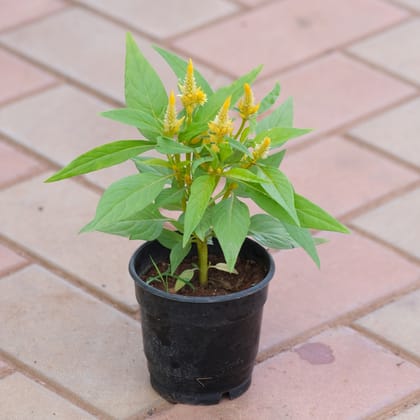 Buy Celosia Yellow in 4 Inch Nursery Pot Online | Urvann.com