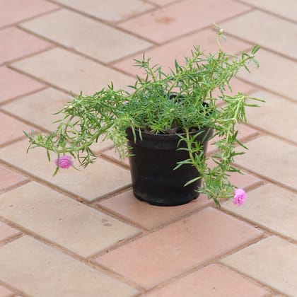 Buy Portulaca Moss Rose Pink in 4 Inch Nursery Pot Online | Urvann.com