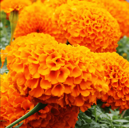 Buy Marigold Navrangi Seeds - Excellent Germination Online | Urvann.com
