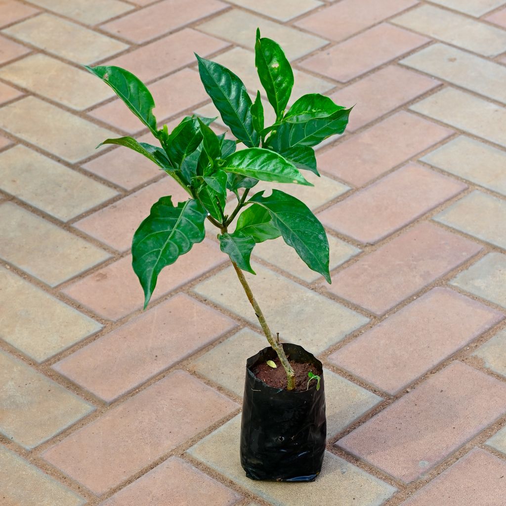 Nandi Battlu / Pinwheel Flower  (any colour) in 4 Inch Nursery Bag