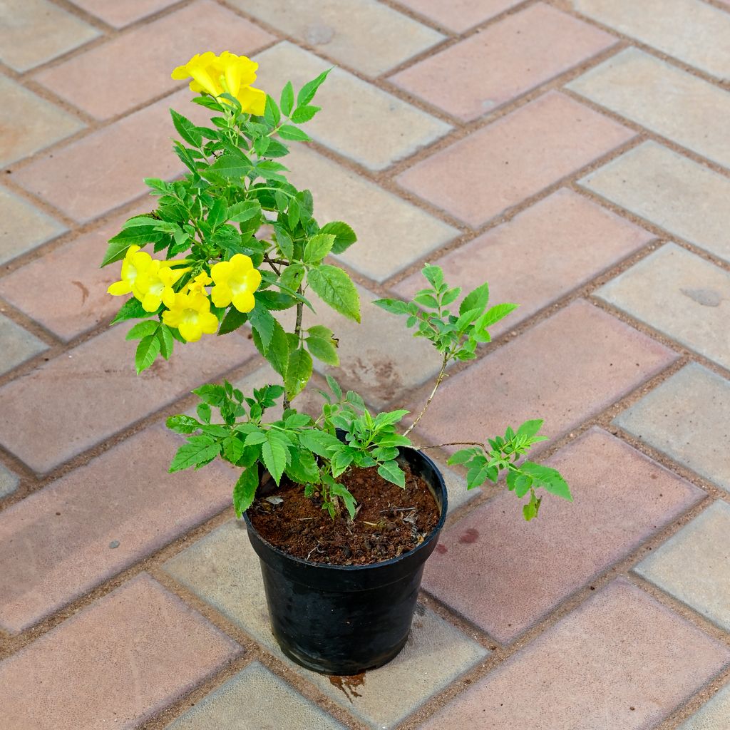 Tecoma Yellow in 6 Inch Nursery Pot
