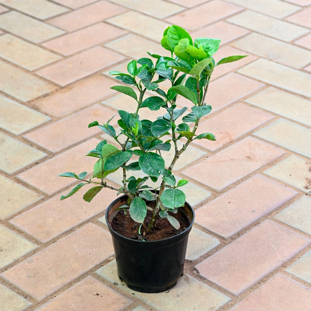 Gardenia / Gandhraaj (any colour) in 6 Inch Nursery Pot