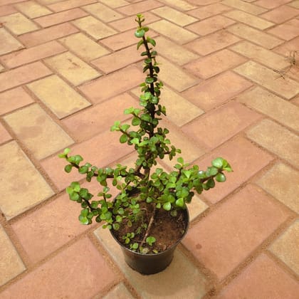Buy Jade in 5 Inch Nursery Pot Online | Urvann.com