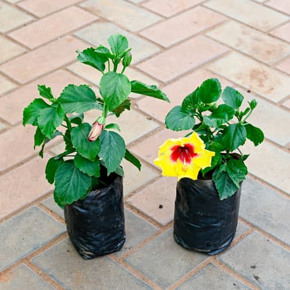 Buy Set of 2 - Hibiscus (any colour) in 4 Inch Nursery Bag Online | Urvann.com