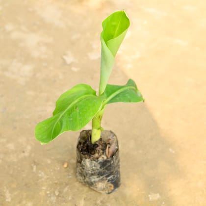 Buy Banana Plant in 6 Inch Nursery Bag Online | Urvann.com