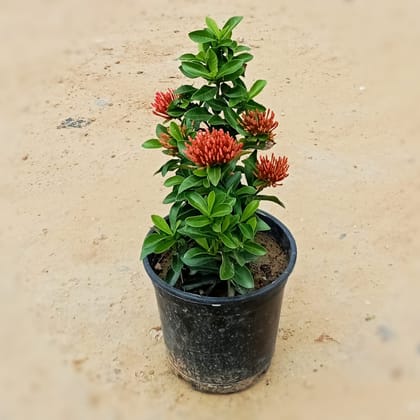 Buy Ixora Red in 6 Inch Nursery Pot Online | Urvann.com