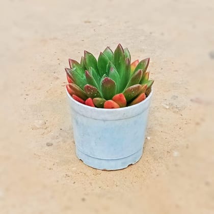 Buy Echeveria Setosa Red Succulent in 4 Inch Nursery Pot Online | Urvann.com
