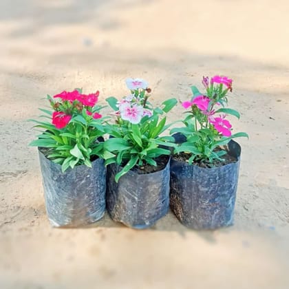 Buy Set of 3 - Dianthus (any colour) in 4 Inch Nursery Bag Online | Urvann.com