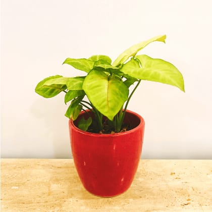 Buy Syngonium Green in Elegant Ceramic Pots - Minimum order 50 pcs. Online | Urvann.com