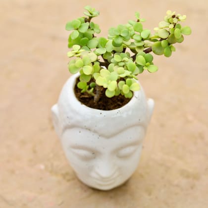 Lucky Jade in 3 Inch Buddha Ceramic Planter (any colour)