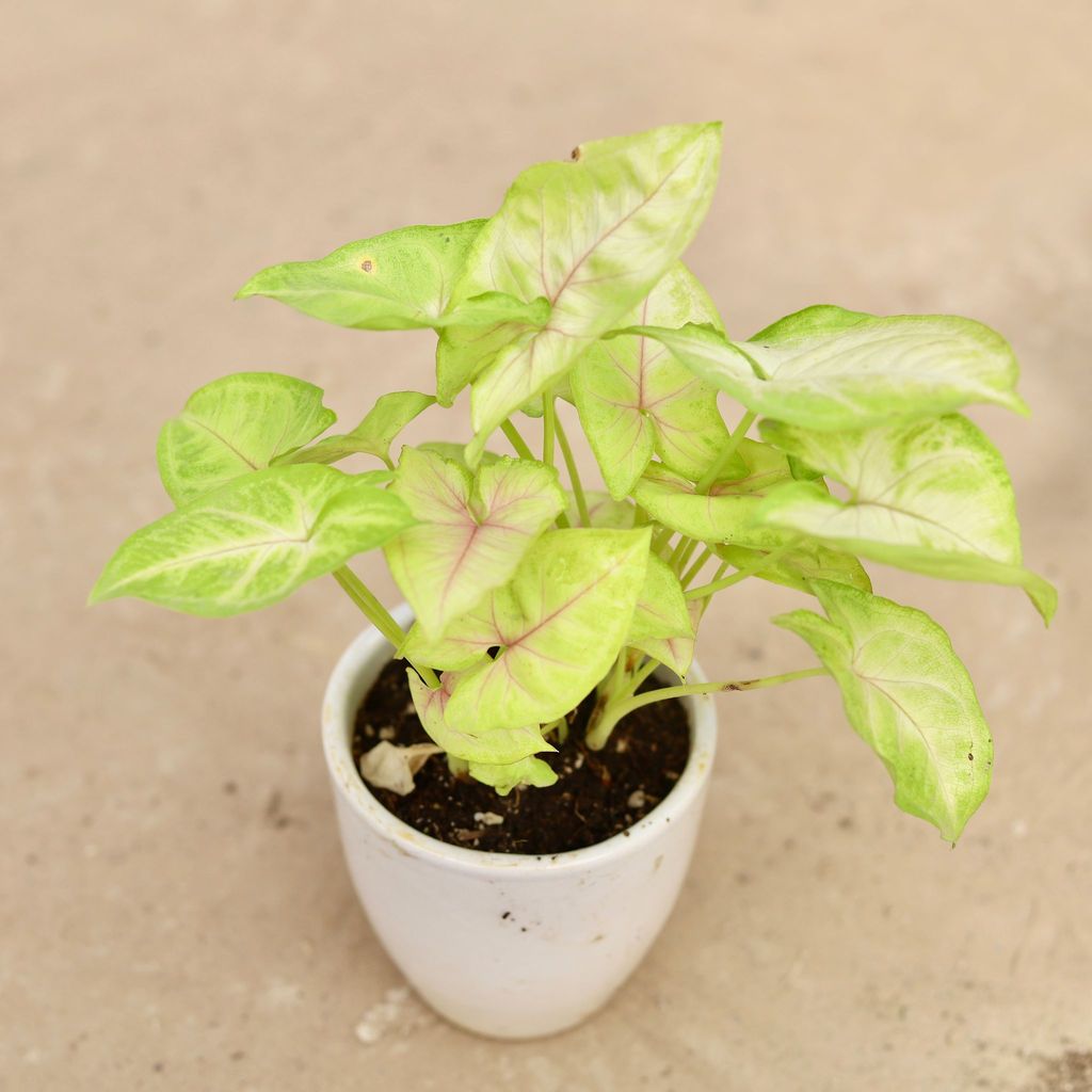 Syngonium Golden in 4 Inch White Ceramic Pot