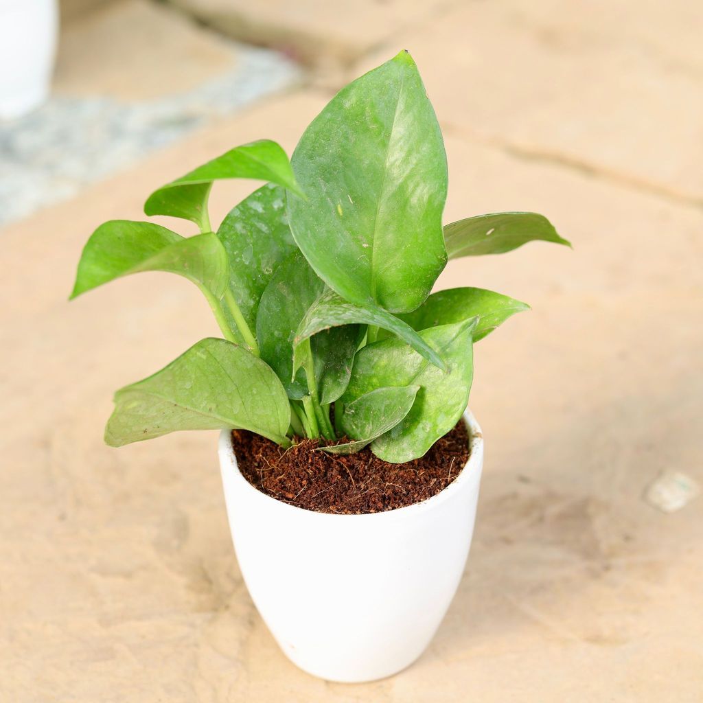 Green Money Plant in 5 Inch White Ceramic Pot (any design)