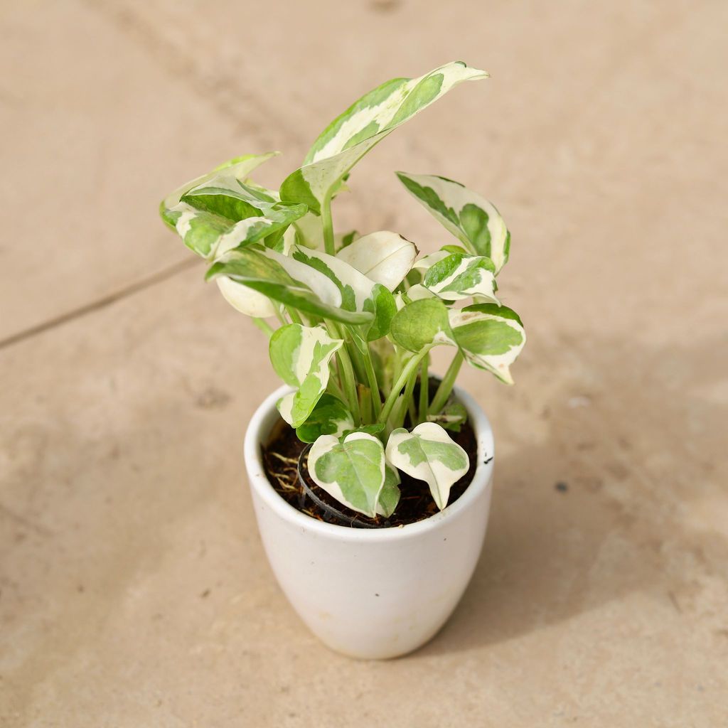 Marble Money Plant in 5 Inch White Cup Ceramic Pot (any design)