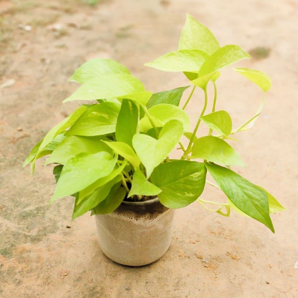 Golden Money Plant in 5 Inch Ceramic Pot (any color)