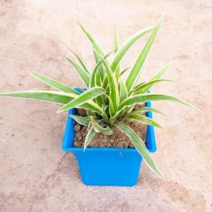 Spider Plant in 4 Inch Elegant Square Plastic Pot (any colour)