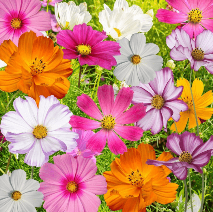 Free Next Day Delivery | Cosmos Flower Seeds - Excellent Germination