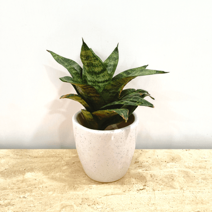 Snake Green in Classy Ceramics - 10 Pcs .