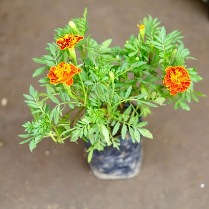 Buy Marigold / Genda Red Flowering in 3 Inch Nursery Bag Online | Urvann.com