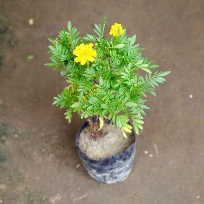 Buy Marigold / Genda Yellow Flowering in 3 Inch Nursery Bag Online | Urvann.com
