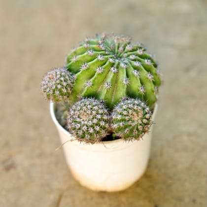 Buy Echinopsis Oxygona Cactus in 3 Inch Nursery Pot Online | Urvann.com