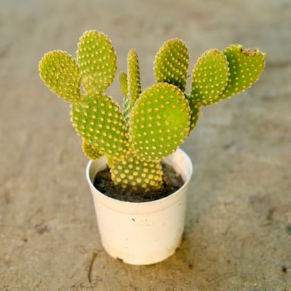 Buy Bunny Ear Cactus in 3 Inch Nursery Pot Online | Urvann.com