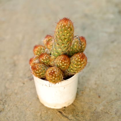 Buy Mammillaria Elongata Red Cactus in 3 Inch Nursery Pot Online | Urvann.com