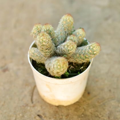 Buy Mammillaria Elongata White Cactus in 3 Inch Nursery Pot Online | Urvann.com