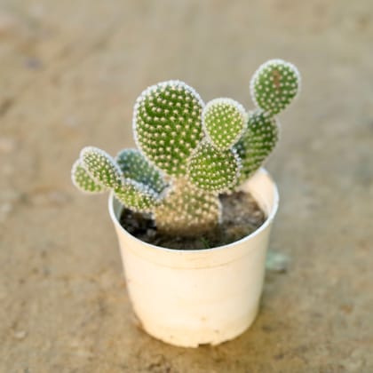Buy Bunny Ear White Cactus in 3 Inch Nursery Pot Online | Urvann.com