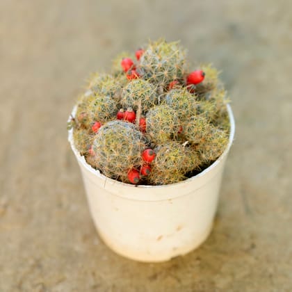 Buy Mammillaria Prolifera / Cherry Cactus in 3 Inch Nursery Pot Online | Urvann.com