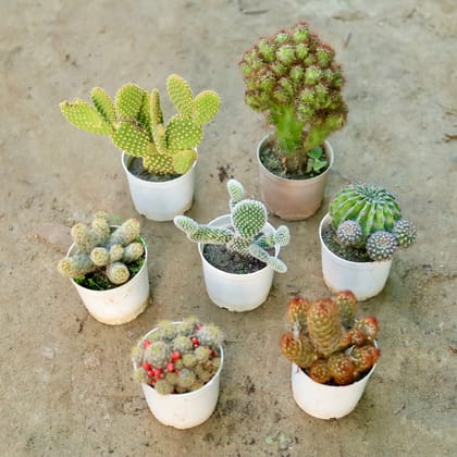 Buy Set of 2 - Bunny Ear (White & Yellow) Cactus in 3 Inch Nursery Pot Online | Urvann.com