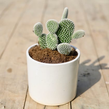 Buy Bunny Ear Cactus in 4 Inch Classy White Cylindrical Ceramic Pot Online | Urvann.com