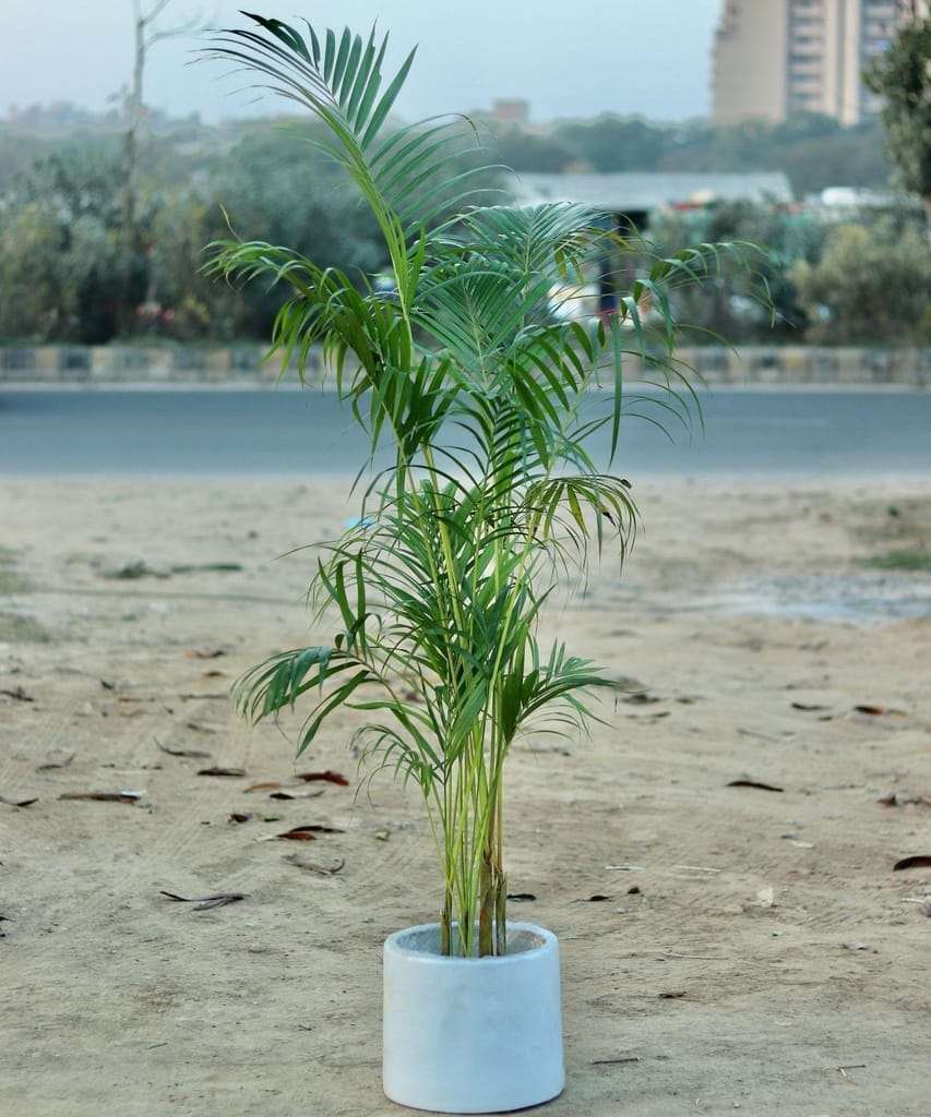 Areca Palm (~ 1 Ft) in 12 Inch Fiberglass Pot