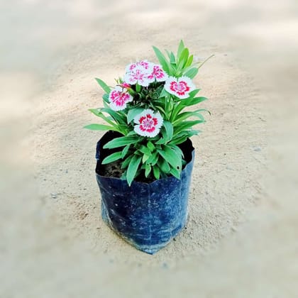 Buy Dianthus (Any Colour) in 4 Inch Nursery Bag Online | Urvann.com