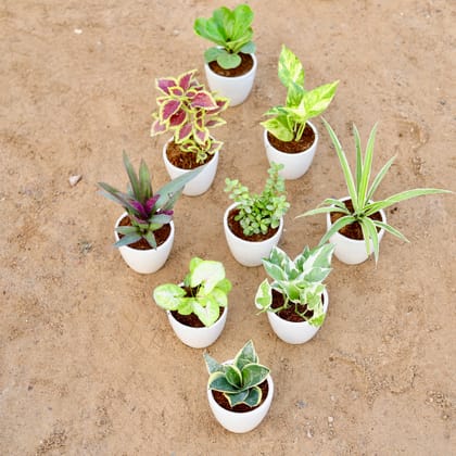 Buy Table Top Steal - Set of 9 - Fiddle Leaf Fig / Ficus Lyrata, Snake Yellow Dwarf, Syngonium Golden, Money Plant N'joy, Coleus (any colour), Money Plant Green, Rhoeo / Durangi, Bangalorey Jade & Spider in 4 Inch Classy White Cup Ceramic Pot Online | Urvann.com