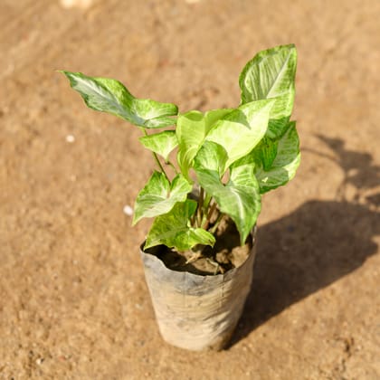 Buy Syngonium Green in 4 Inch Nursery Bag Online | Urvann.com