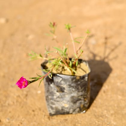 Buy Portulaca Moss Rose (any colour) in 4 Inch Nursery Bag Online | Urvann.com