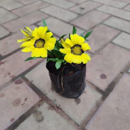 Buy Gazania (any colour) in 4 Inch Nursery Bag Online | Urvann.com