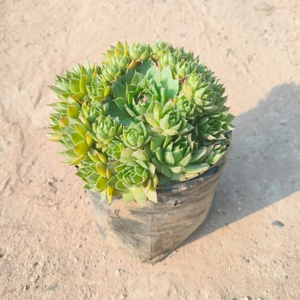Buy Houseleek Green Succulent in 3 Inch Nursery Bag Online | Urvann.com