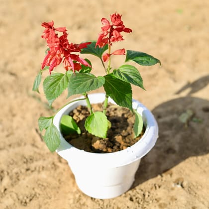 Buy Salvia (any colour) in 6 inch Classy White Plastic Pot Online | Urvann.com