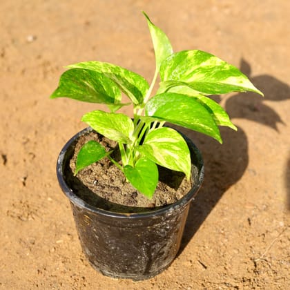Buy Money Plant Green in 6 Inch Nursery Pot Online | Urvann.com